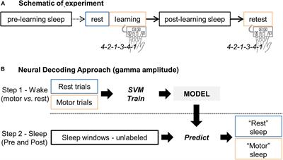 Reactivation of Motor-Related Gamma Activity in Human NREM Sleep